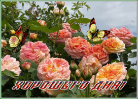 Picture картинка хорошего дня с чудесным розовым кустом