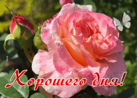 Picture картинка хорошего дня с нежной розочкой