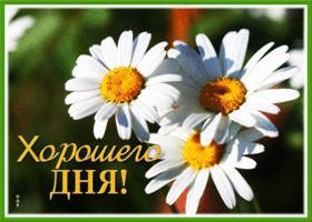 Postcard картинка хорошего дня с очаровательными ромашками