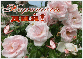 Picture картинка хорошего дня с прекрасным розовым кустом