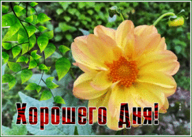 Postcard картинка хорошего дня с выразительным цветком для вас