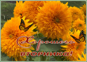 Picture картинка хорошего вторника с замечательными осенними цветами