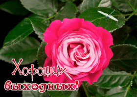 Picture картинка хороших выходных с прекрасной розой