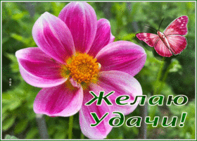 Picture картинка желаю удачи с изумительным цветком