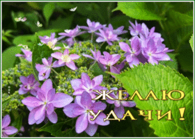 Postcard картинка желаю удачи с нежными цветами