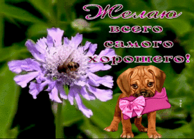 Picture картинка желаю всего самого хорошего с песиком