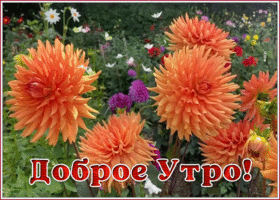 Открытка картинка желаю вам доброго утра