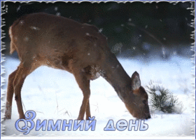 Картинка картинка зимний день