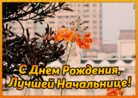 Картинка хорошая картинка днем рождения начальнице