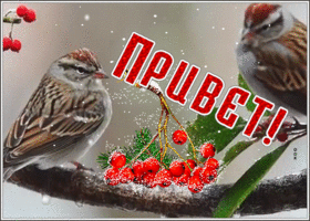 Открытка хорошая открытка зимний привет