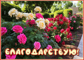 Picture классная картинка благодарствую