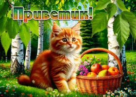 Picture контрастная гиф-открытка, приветик