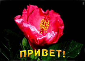 Картинка красивая анимация с приветом