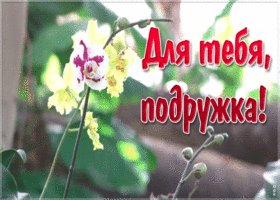 Открытка красивая картинка подруге