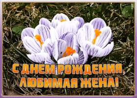 Картинка красивая картинка с днем рождения жене с поздравлением