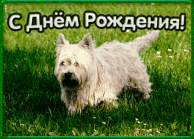 Картинка красивая открытка с днем рождения племяннику