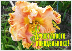 Картинка красивая открытка с понедельником