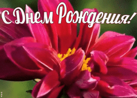 Картинка красивое поздравление женщине