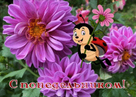 Picture красочная картинка с понедельником с пчелкой
