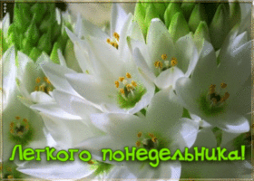 Картинка легкого понедельника
