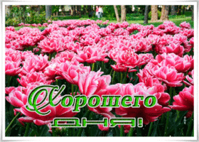 Открытка лучезарная картинка хорошего дня
