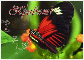 Открытка мерцающая открытка привет