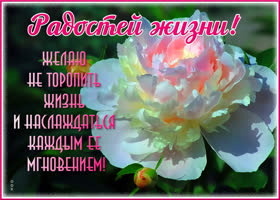 Картинка милая картинка с пионами