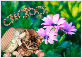 Картинка милая картинка спасибо с котиком