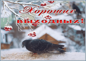 Picture милая картинка хороших выходных с голубем