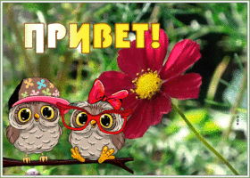 Открытка милая открытка привет с птичками