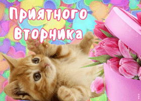 Открытка милая открытка с вторником