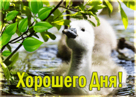 Postcard милейшая картинка хорошего дня