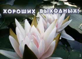 Картинка милое пожелание хороших выходных