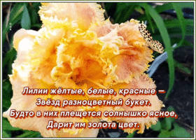 Открытка необычная картинка с лилиями