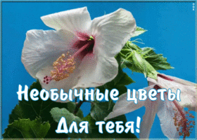 Открытка необычные цветы для тебя