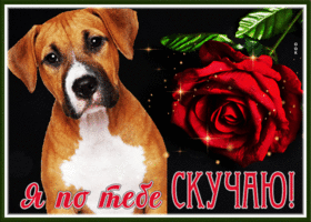 Picture необычная открытка я по тебе скучаю с розой и песиком