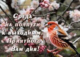 Picture неповторимая гиф-открытка, приятной среды