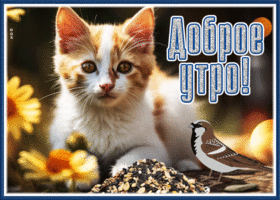 Postcard непревзойденная открытка с добрым утром