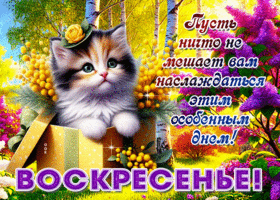 Picture невесомая гиф-открытка, пусть ничто не мешает наслаждаться воскресеньем