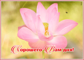 Открытка нежная картинка хорошего дня