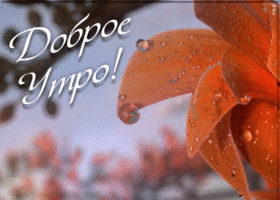 Картинка нежная картинка с добрым утром