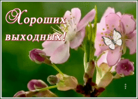 Открытка нежная открытка хороших выходных