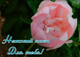 Картинка нежный пион для тебя