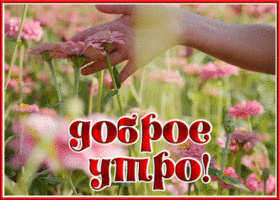 Picture нежная открытка доброе утро с живыми цветами