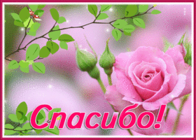 Postcard нежнейшая открытка спасибо с розочкой