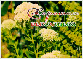 Postcard новая открытка хороших выходных с зеленью