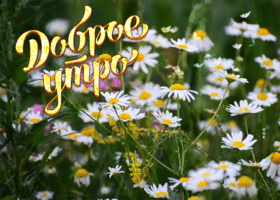 Postcard очаровательная открытка доброе утро с ромашками