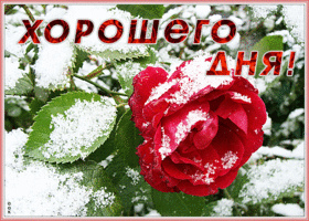 Открытка очень милая картинка хорошего дня