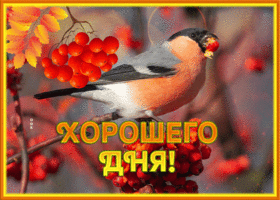 Картинка осенняя открытка хорошего дня со снегирем