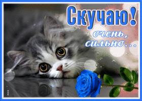 Postcard особенная картинка скучаю очень сильно с котиком и розой